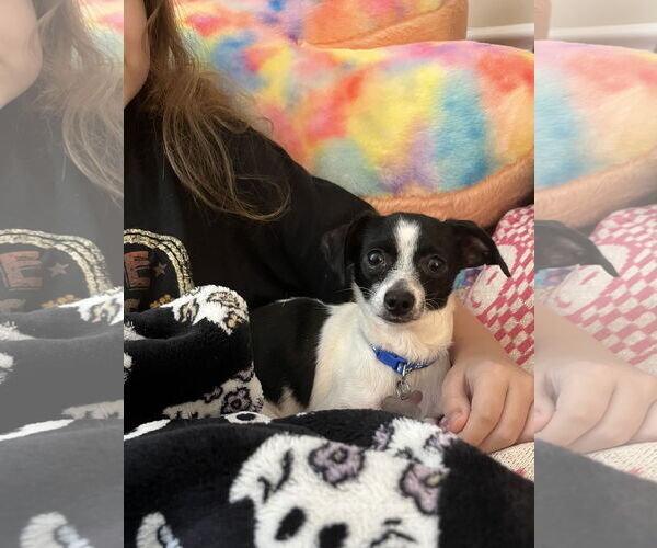 Medium Photo #4 Chihuahua-Unknown Mix Puppy For Sale in Holly Springs, NC, USA
