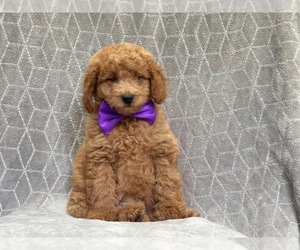 Goldendoodle-Poodle (Toy) Mix Puppy for sale in LAKELAND, FL, USA