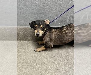 Chihuahua-Unknown Mix Dogs for adoption in Las Vegas, NV, USA