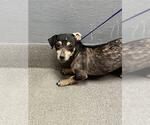 Small Chihuahua Mix