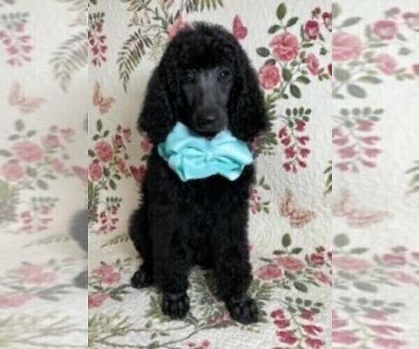 Medium Photo #2 Poodle (Standard) Puppy For Sale in SALUDA, SC, USA