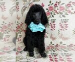 Small Photo #2 Poodle (Standard) Puppy For Sale in SALUDA, SC, USA