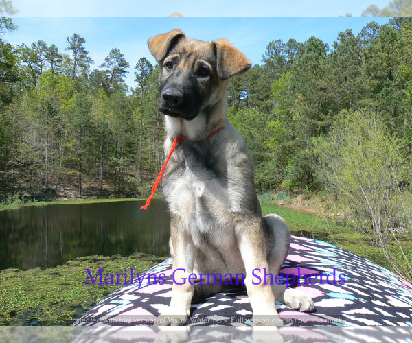 Medium Photo #7 German Shepherd Dog Puppy For Sale in PIEDMONT, MO, USA