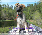Small Photo #7 German Shepherd Dog Puppy For Sale in PIEDMONT, MO, USA
