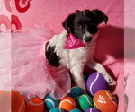 Small Photo #4 Colonial Cocker Spaniel-Poodle (Miniature) Mix Puppy For Sale in Fresno, CA, USA