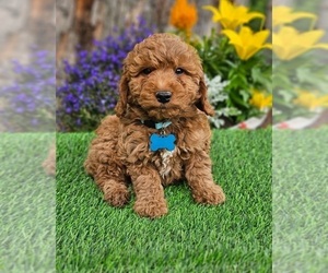 Goldendoodle (Miniature) Puppy for Sale in INDIANAPOLIS, Indiana USA