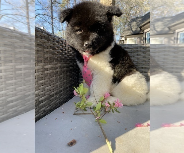 Medium Photo #6 Akita Puppy For Sale in MCDONOUGH, GA, USA