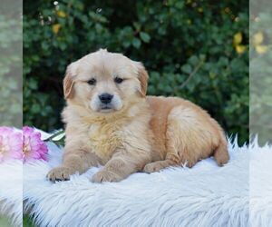 Golden Retriever Puppy for Sale in NEWPORT, Pennsylvania USA