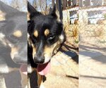 Small #23 Australian Kelpie
