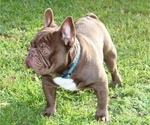 Small #5 French Bulldog