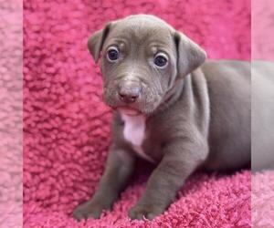 Colonial Cocker Spaniel-Unknown Mix Dogs for adoption in San Diego, CA, USA