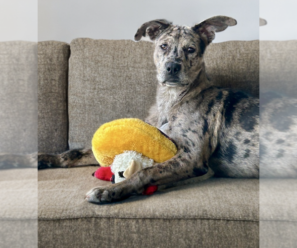 Medium Photo #5 Catahoula Leopard Dog-Unknown Mix Puppy For Sale in Newport Beach, CA, USA