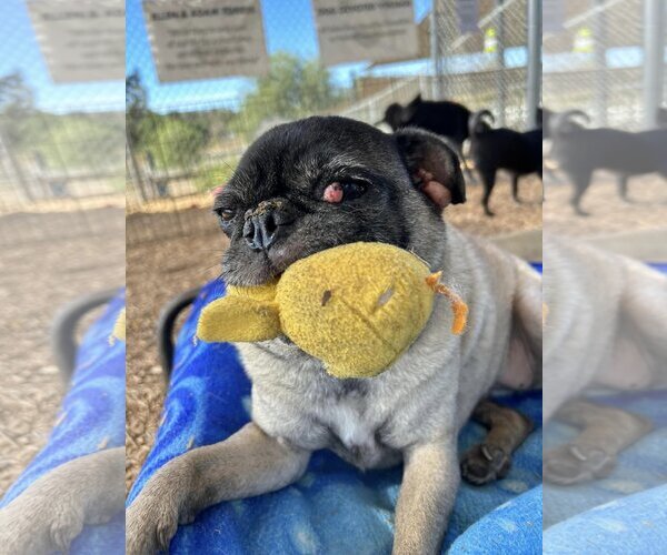 Medium Photo #2 Pug Puppy For Sale in  Ramona, CA, USA