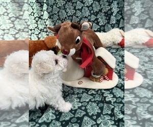 Bichon Frise Puppy for sale in SILEX, MO, USA