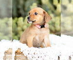 Small #5 Dachshund