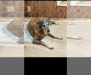 Mutt Dogs for adoption in Stevens Point, WI, USA