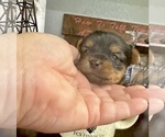 Small #5 Yorkshire Terrier