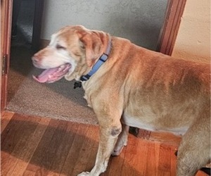 Father of the Labrador Retriever puppies born on 03/20/2025