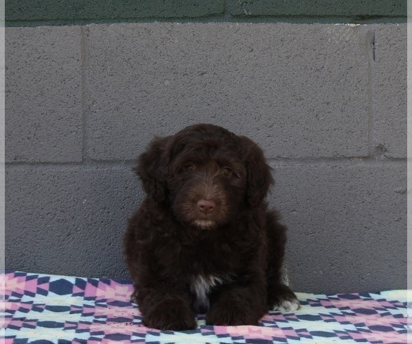 Medium Photo #1 Portuguese Water Dog Puppy For Sale in FREDERICKSBURG, OH, USA