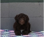 Small Photo #1 Portuguese Water Dog Puppy For Sale in FREDERICKSBURG, OH, USA