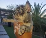 Small Photo #20 French Bulldog Puppy For Sale in N LAS VEGAS, NV, USA