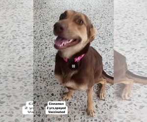 Medium Retriever  Mix