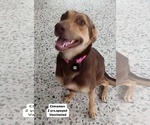 Small Retriever Mix