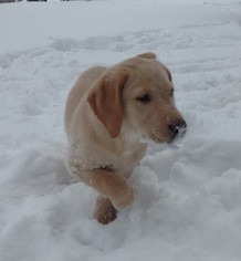 Labrador Retriever Puppy for sale in ALMA, MI, USA