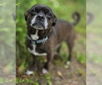 Small #1 Pug Mix