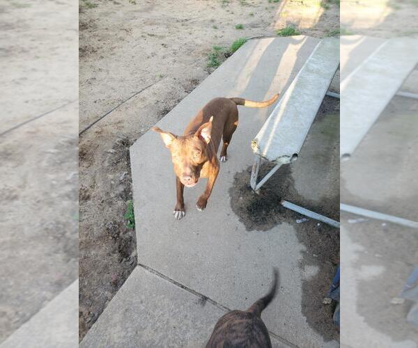 Medium Photo #5 American Staffordshire Terrier Puppy For Sale in Holly Springs, NC, USA