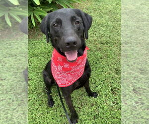 Mutt Dogs for adoption in San Leon, TX, USA