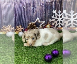 Dachshund Puppy for sale in CASSVILLE, MO, USA