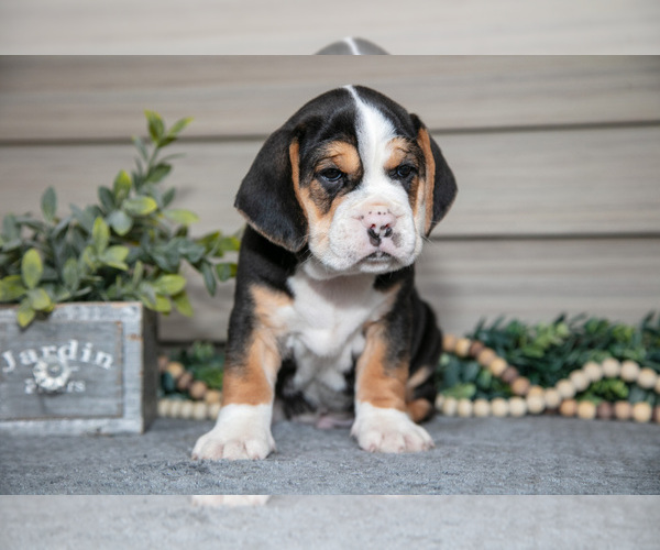 Medium Photo #9 Beabull Puppy For Sale in MILLERSBURG, OH, USA