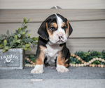 Small #1 Beabull