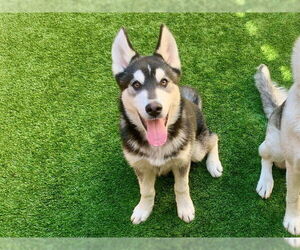 Siberian Husky-Unknown Mix Dogs for adoption in Moreno Valley, CA, USA