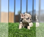 Small #8 French Bulldog