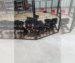 Small Photo #4 Rottweiler Puppy For Sale in VANDALIA, MO, USA