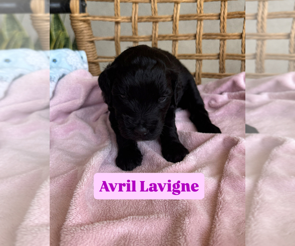 Medium Photo #11 Goldendoodle Puppy For Sale in TUCSON, AZ, USA