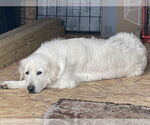Small #4 Great Pyrenees