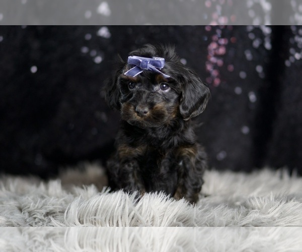 Medium Photo #2 YorkiePoo Puppy For Sale in WARSAW, IN, USA