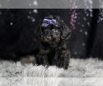 Small Photo #2 YorkiePoo Puppy For Sale in WARSAW, IN, USA