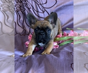 French Bulldog Puppy for sale in HUDSON, CO, USA