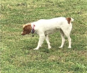 Mother of the Brittany puppies born on 04/24/2019