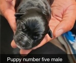 Puppy Puppy 5 GREEN Rottweiler-American Pit Bull Terrier