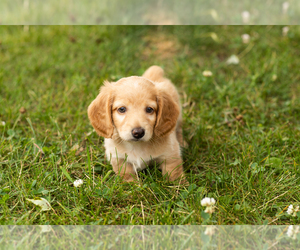 Dachshund Puppy for sale in NAPPANEE, IN, USA