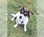 Small #5 Chihuahua Mix