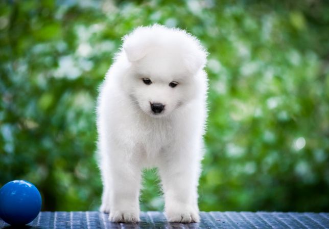 Medium Photo #1 Samoyed Puppy For Sale in CULVER CITY, CA, USA