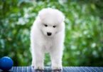 Small Photo #1 Samoyed Puppy For Sale in CULVER CITY, CA, USA