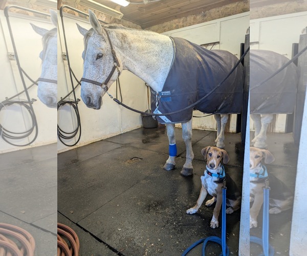 Medium Photo #1 Mutt Puppy For Sale in Uwchlan, PA, USA