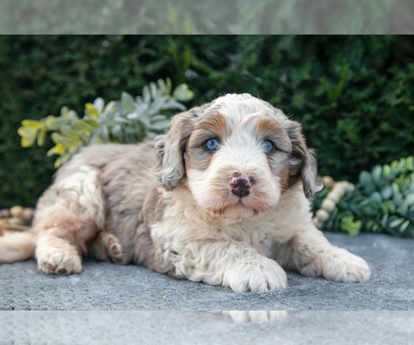 Medium Photo #1 Bernedoodle (Miniature) Puppy For Sale in LIGONIER, IN, USA
